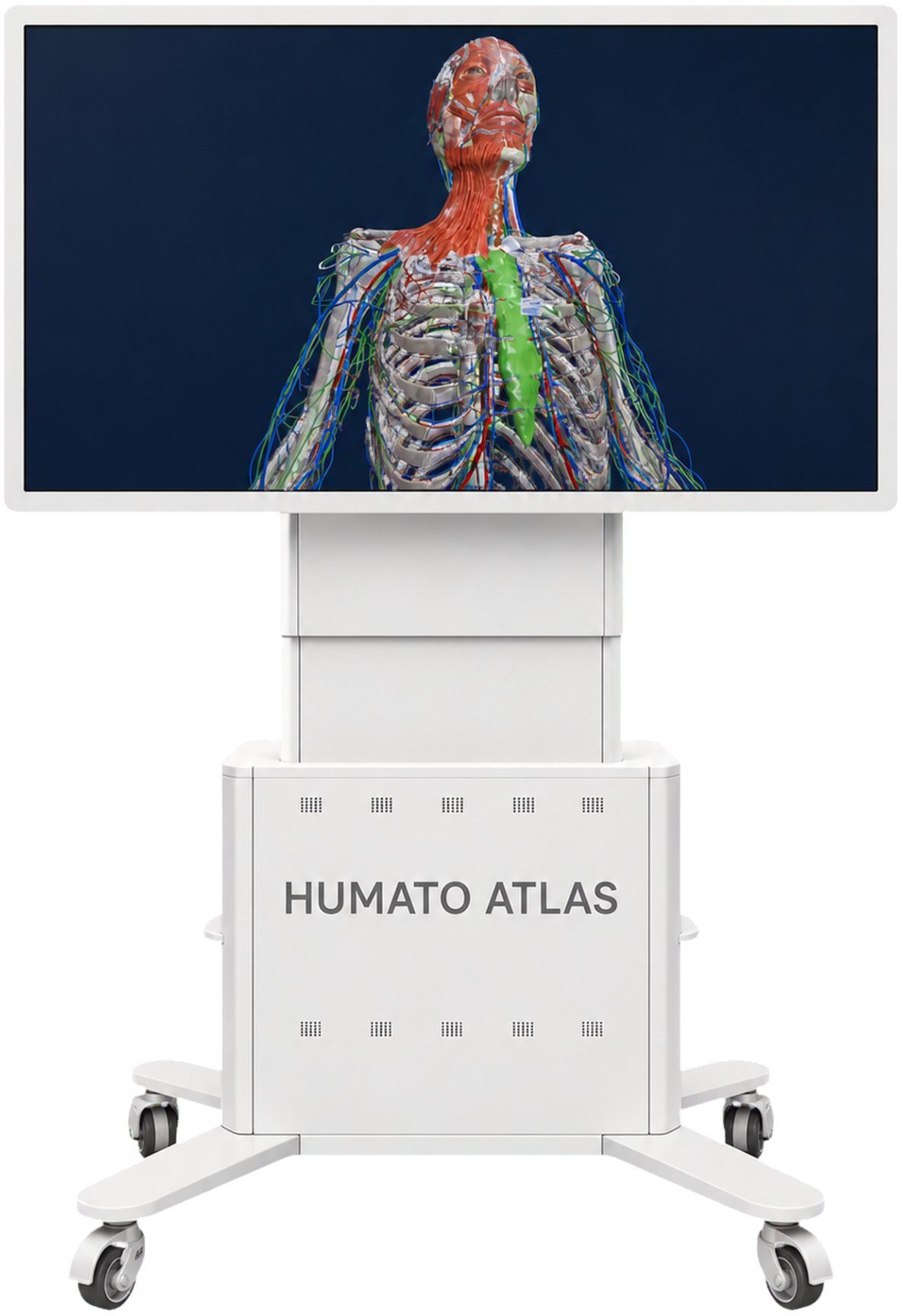 Humato ATLAS CLASSIC XL anatomy table