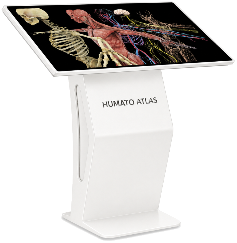Humato ATLAS MINI anatomy table