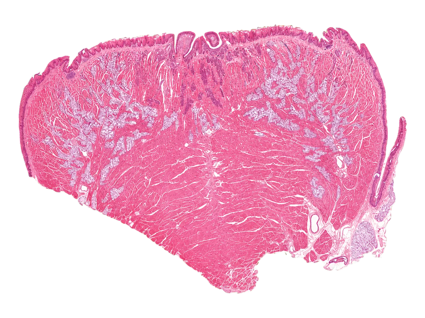 Histology / tissue overview