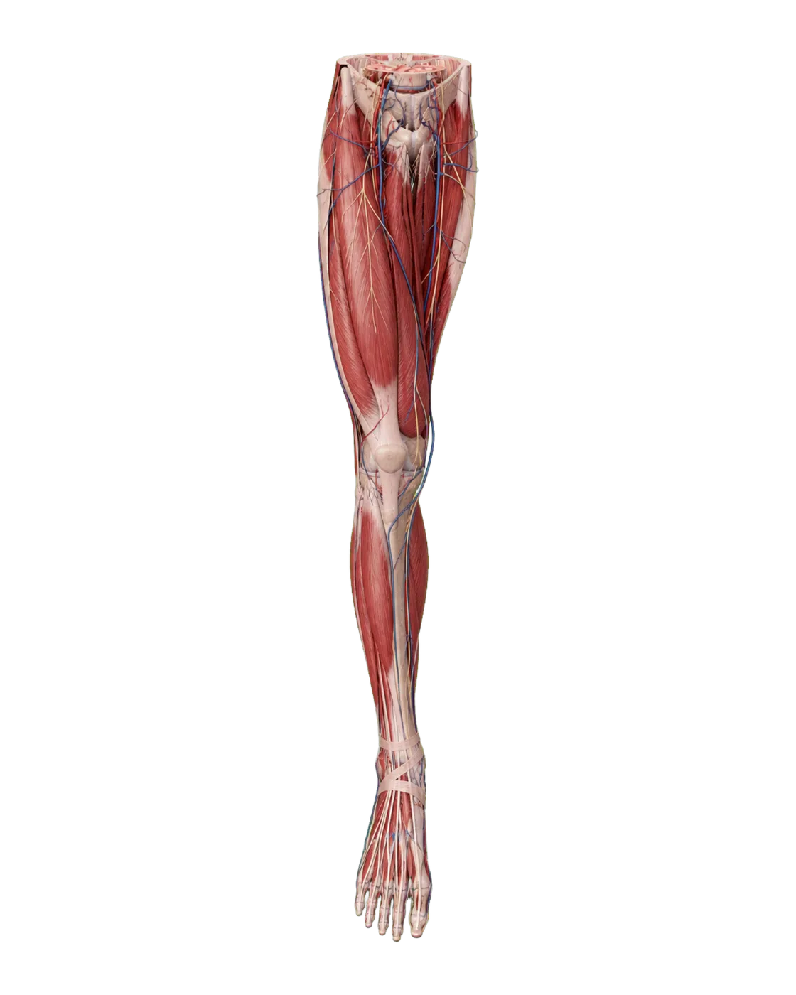 Lower-limb anatomy — Anterior view / selected muscles, vessels & nerves