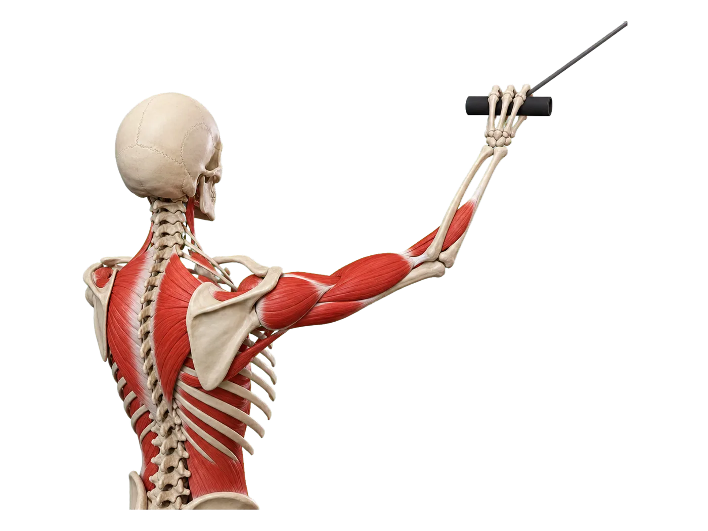 Upper-limb muscles with a cable grip