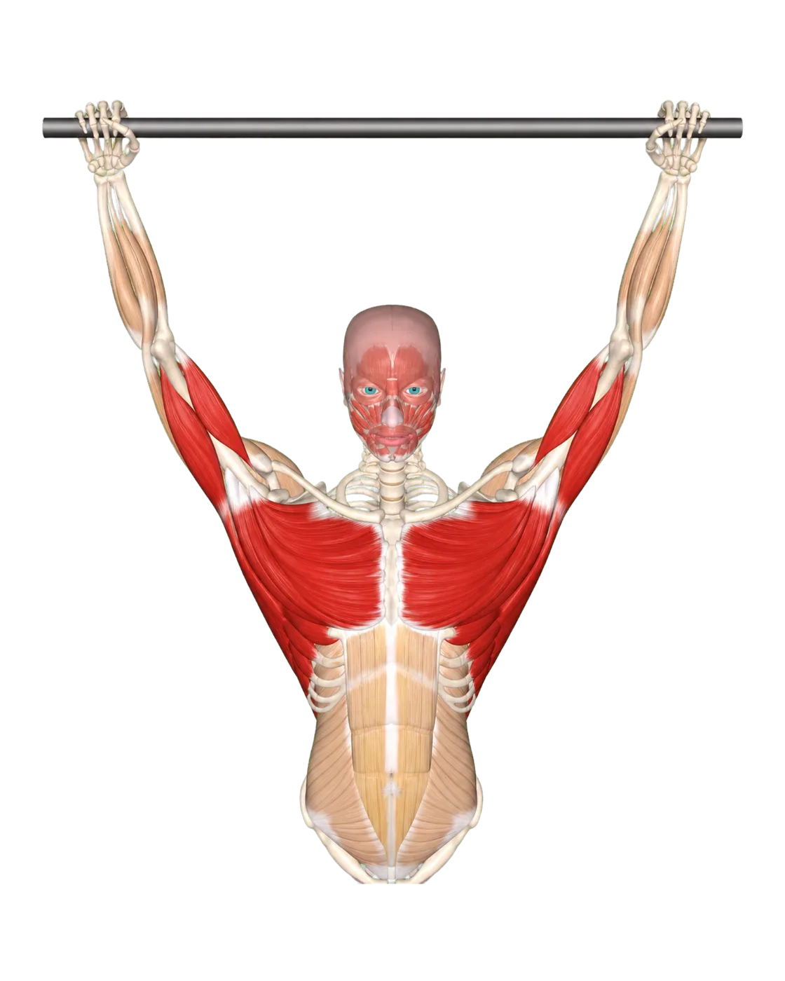 Upper-body musculature / wide-grip overhead position