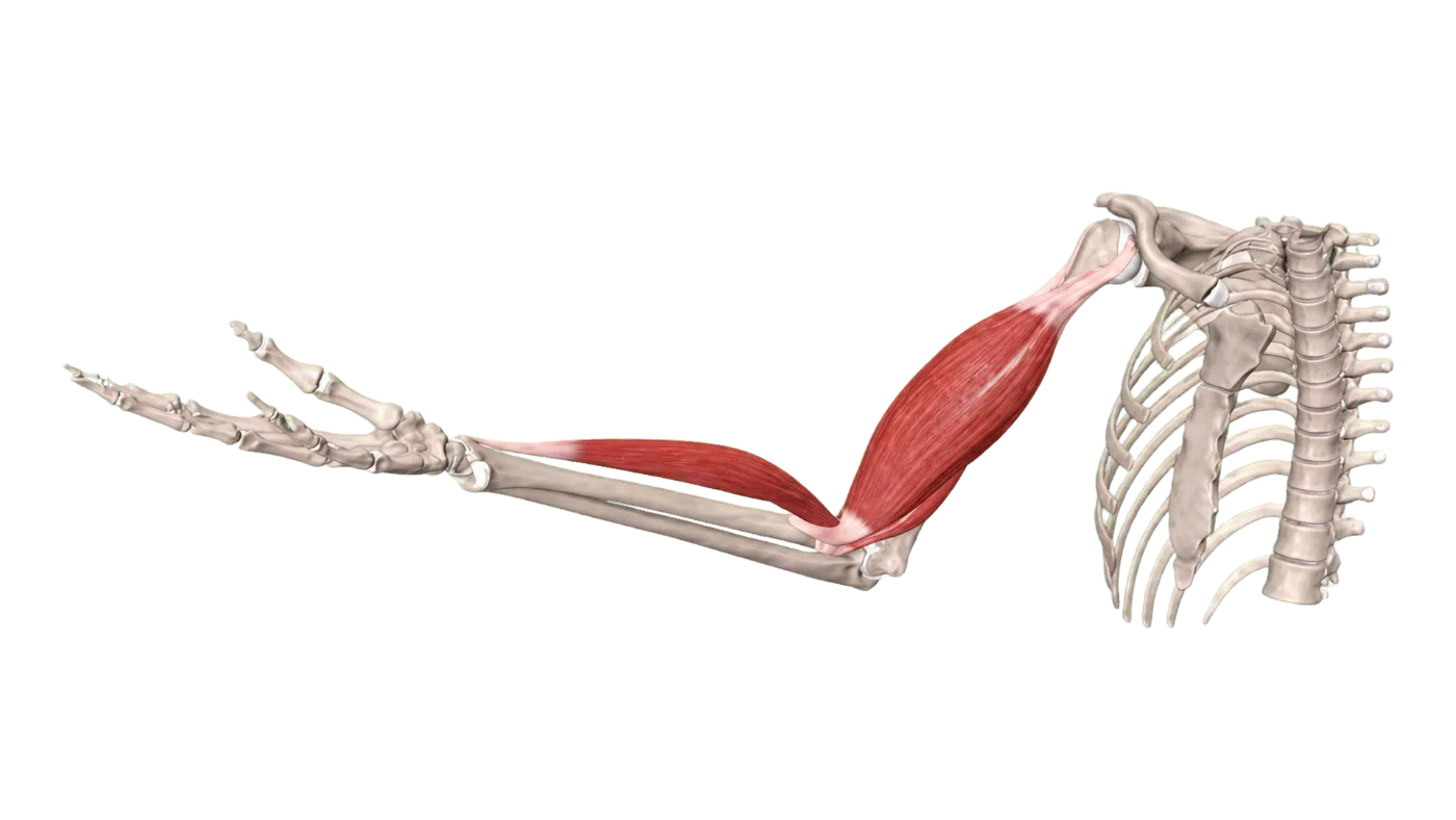 Allied health & physiotherapy