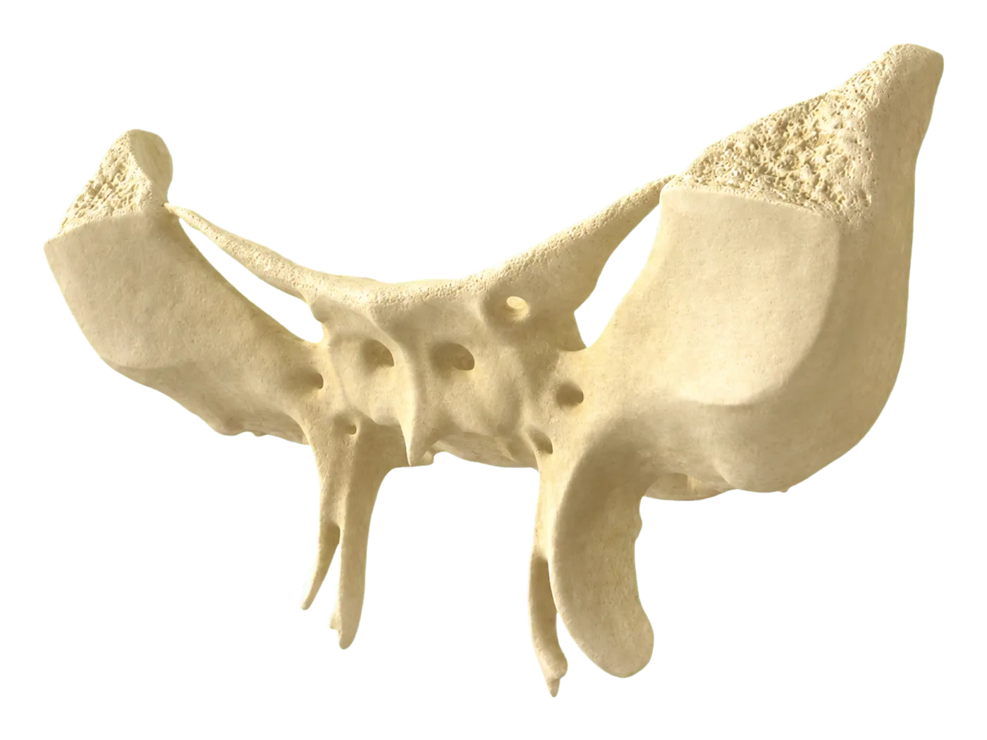 Sphenoid bone — Isolated bone / oblique view