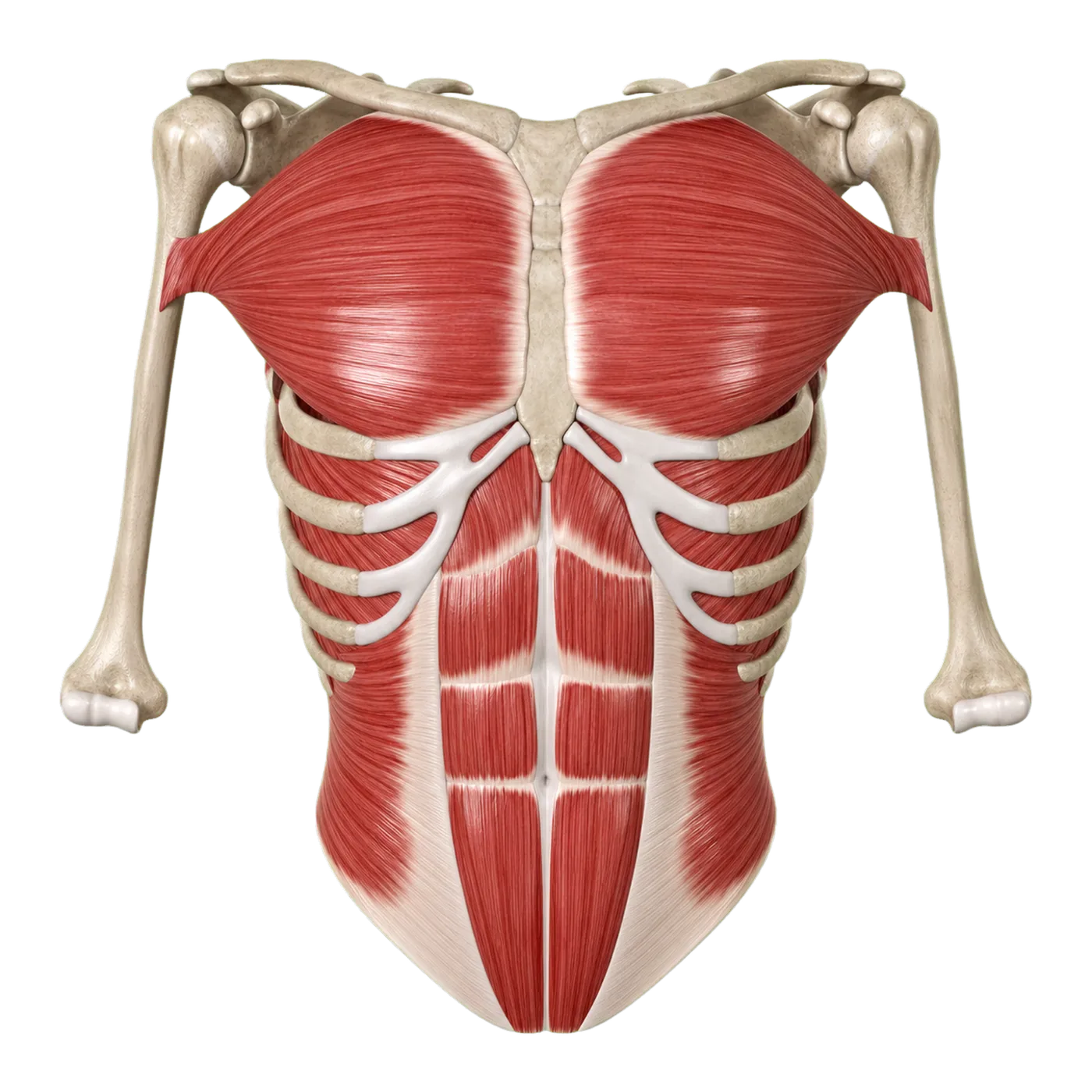 Chest & abdominal-wall muscles — Anterior view / selected layers