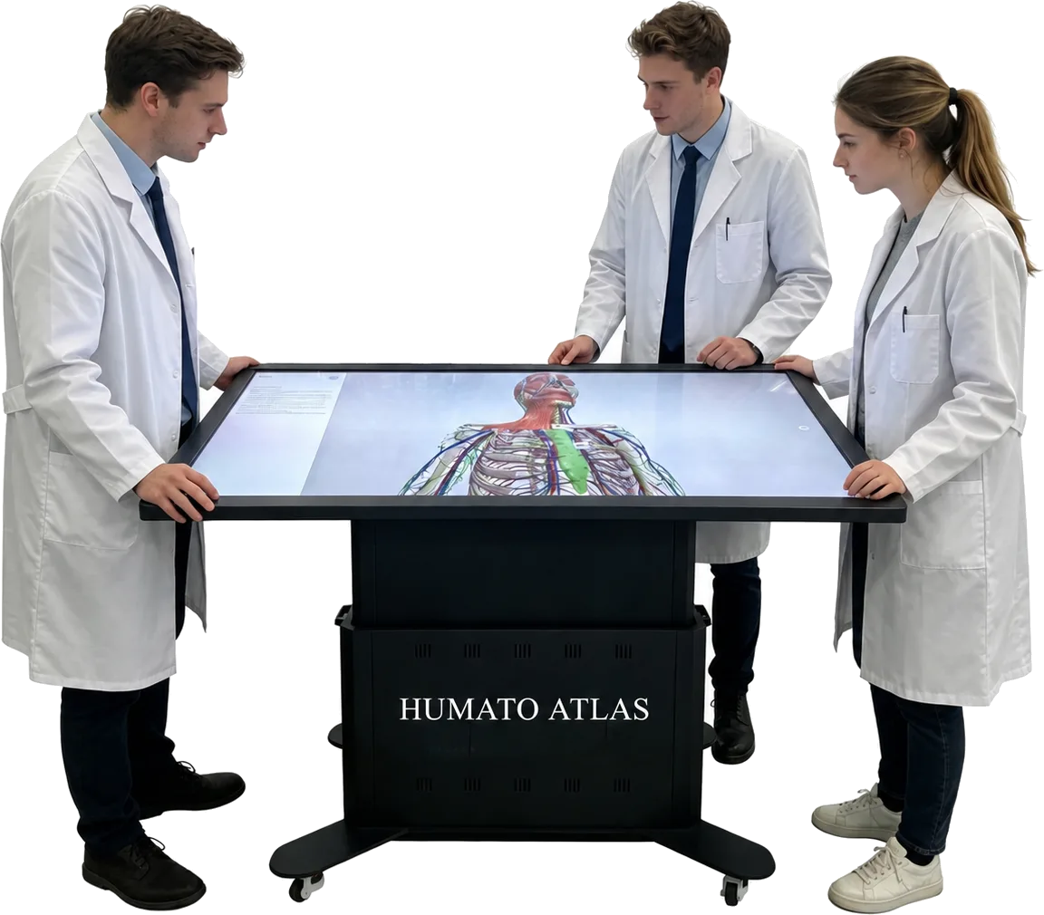 Teaching together with Humato ATLAS — Students explore a thorax on the shared teaching surface